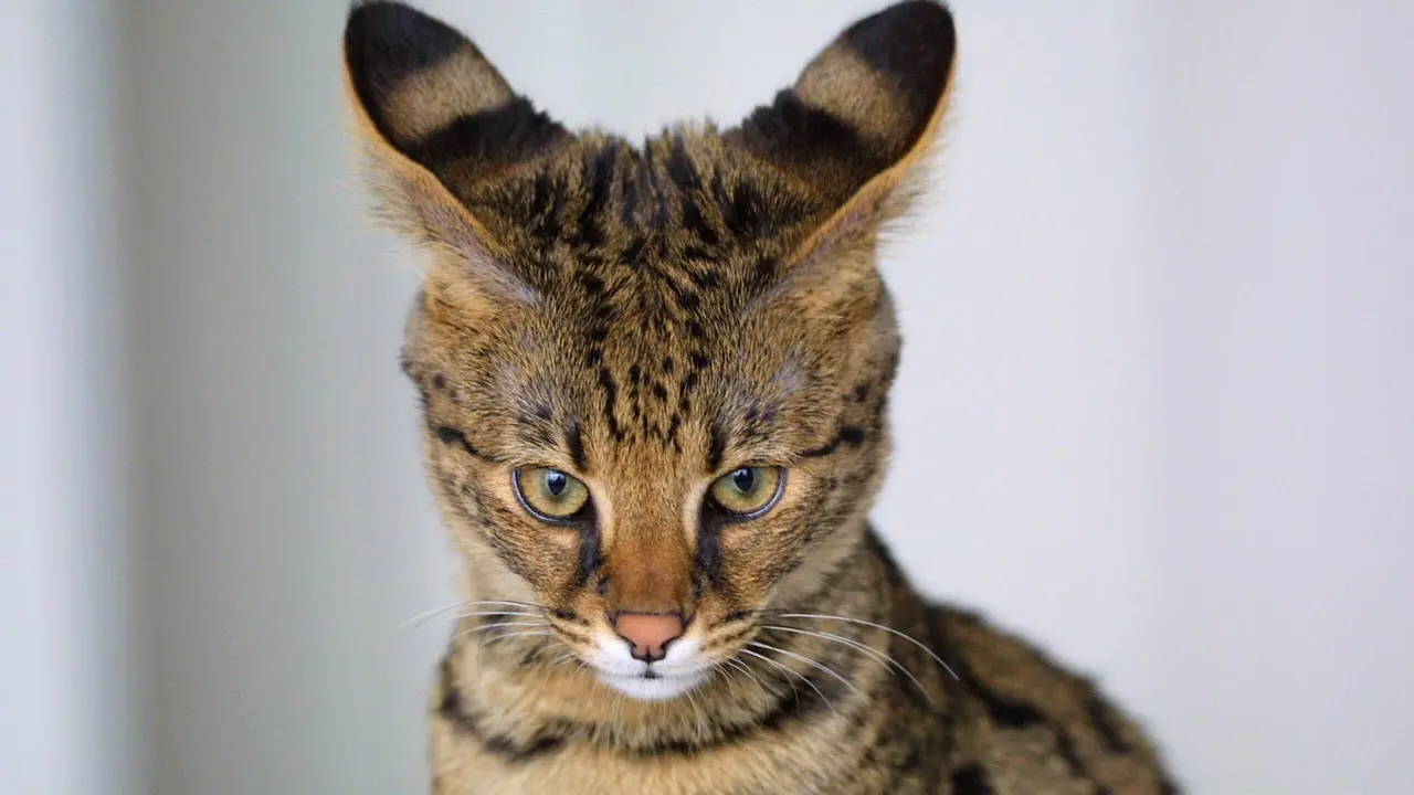 Насекомые во Вьетнаме: как с ними жить и стоит ли заводить кошку